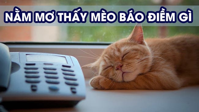 Mơ Thấy Mèo Đánh Đề Con Gì - Giải Mã Giấc Mơ Cùng Những Con Số May Mắn 2 Nằm mơ thấy mèo có điềm gì?